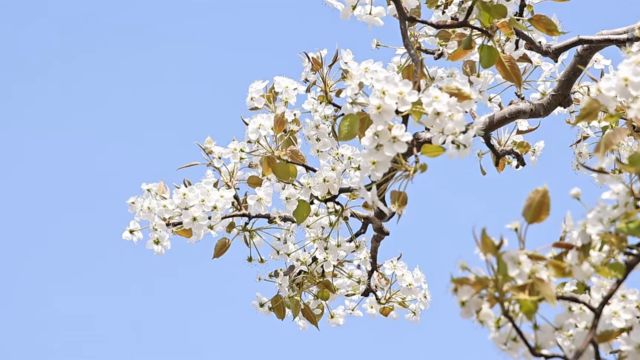 德州市夏津县:黄河故道梨花香 春日颜值变产值