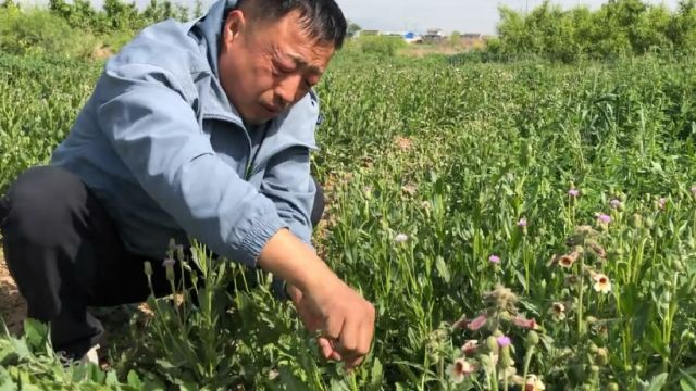 分享下农村这种植物,功效强大作用多它就是野生地黄,来欣赏下