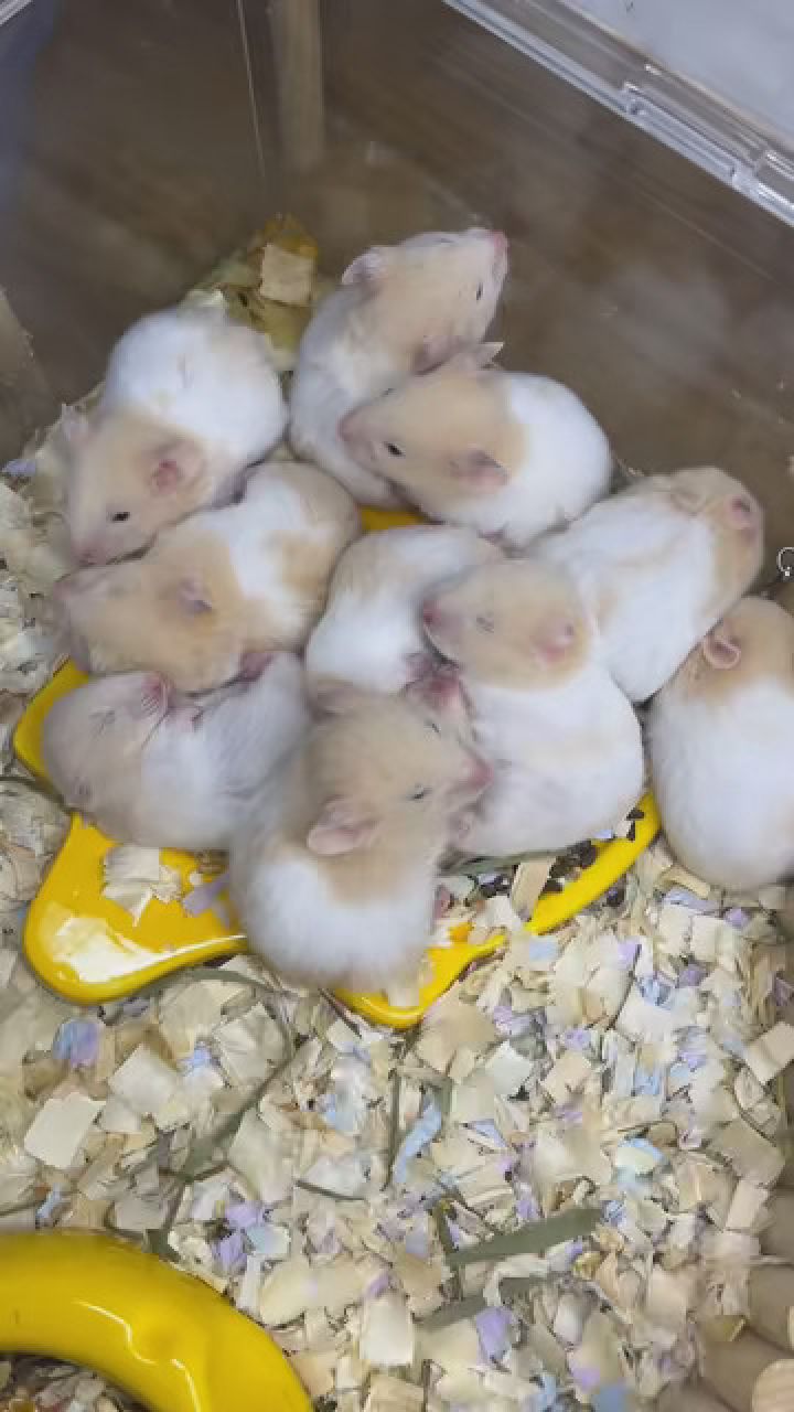 变个魔术 #金丝熊仓鼠 #养鼠日常分享 #艾特你想艾特的人