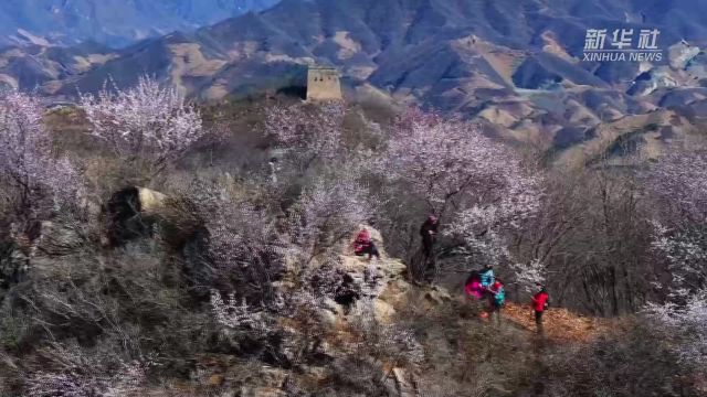 千城胜景|河北迁西:榆木岭上桃花开 无限春光入画来