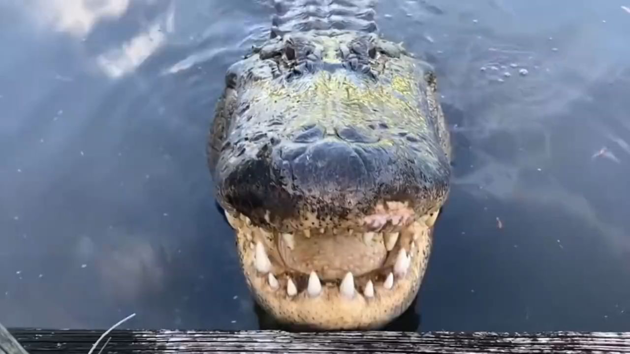 鳄鱼的天敌出现,吃鳄鱼像吃小辣条,镜头拍下全过程