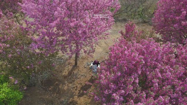 临朐的浪漫这不就来啦~#出门逛春天#治愈系风景#浪漫花海#浪漫的春日收藏家