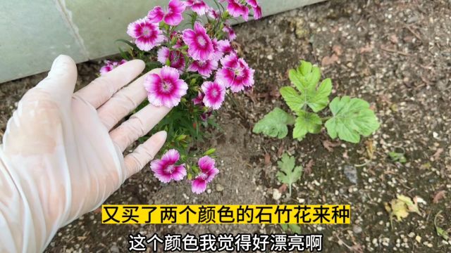 石竹花就是开花机器 一年四季花开不断没有病虫害 又买了两个颜色