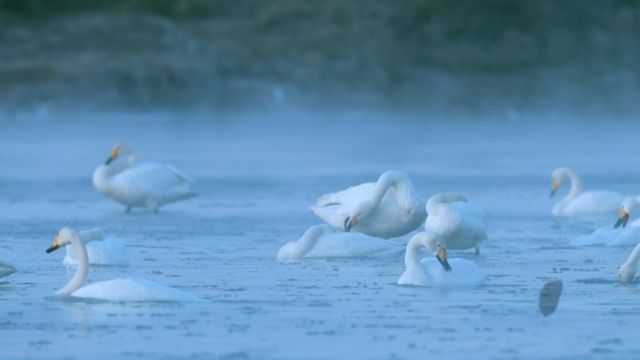 生态文明,美丽中国:黑河湿地