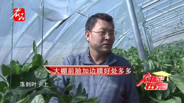 科技助农 | 大棚前脸加边膜好处多多