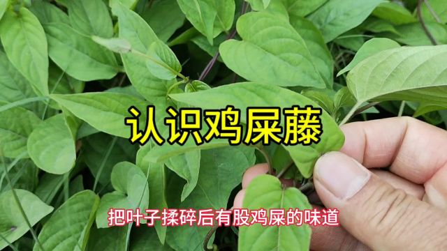 路边的野草“鸡屎藤”,作用真厉害,特别对于小孩,认识它一下