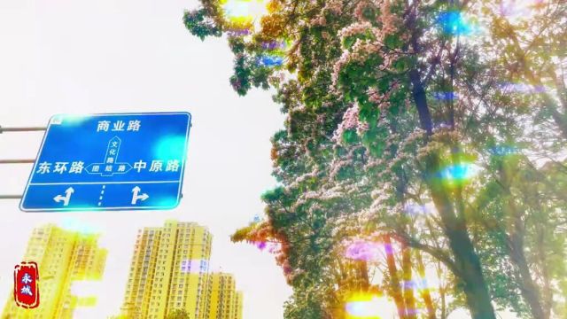 文化路的楸树又开花了!#楸树#永城#航拍#我的城市由我拍