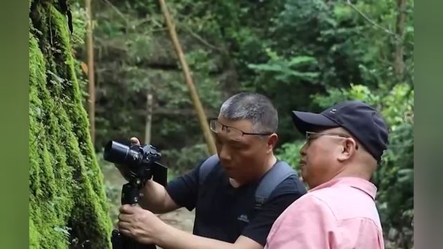 浙江江山:首次发现新物种,命名为须女景天