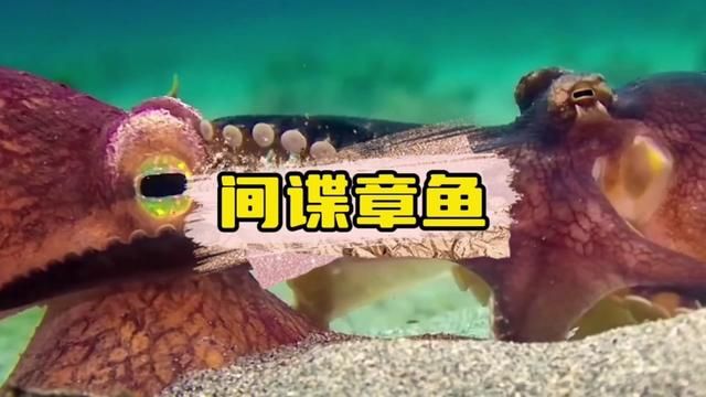 万万没想到这东西竟然是海洋中的间谍. #海洋生物 #间谍章鱼 #奇妙的动物 #章鱼