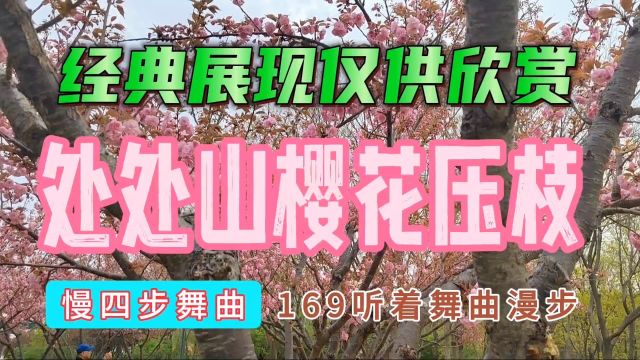 听着舞曲漫步,169慢四步舞曲,处处山樱花压枝