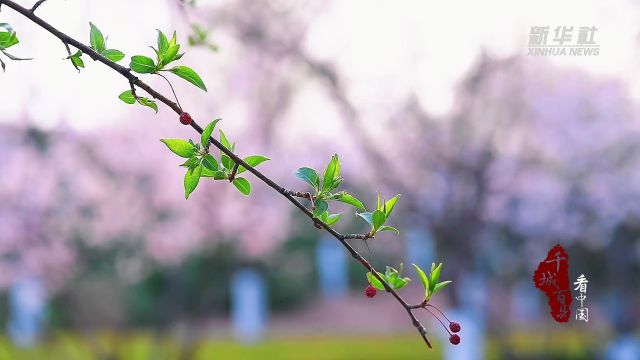 千城百县看中国丨内蒙古赤峰:微距镜头下的红山春色