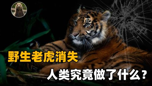 野生老虎已经从中国消失了？灭绝的新疆虎，给中国人带来惨痛后果