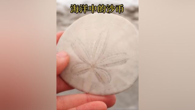 海洋生物:沙币