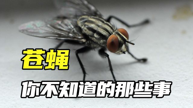 苍蝇那些你不知道的事,苍蝇为什么那么难抓到,它的反应速度碾压人类