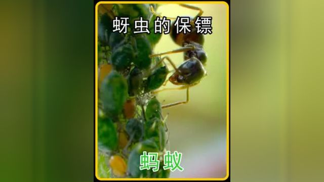 蚜虫的保卫者下 #观察昆虫 #神奇动物