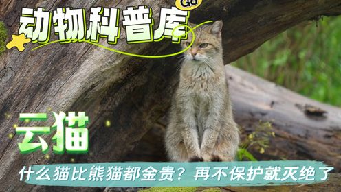云猫:什么猫比熊猫都金贵?再不保护就灭绝了!_高清1080P在线观看平台_腾讯视频
