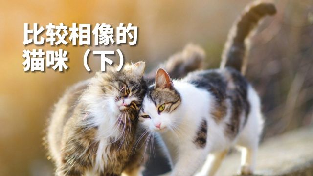 较为相似的猫咪,容易被认错(下)