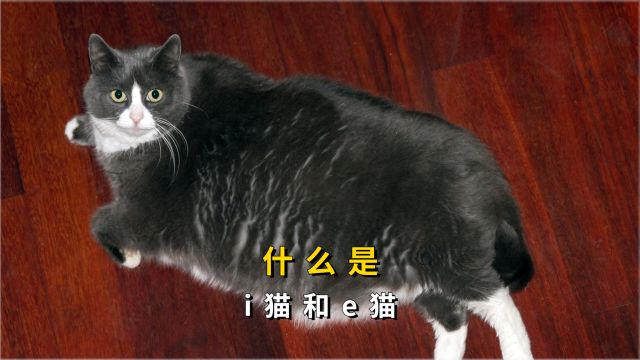 想知道你家猫是i猫还是e猫?来了解下