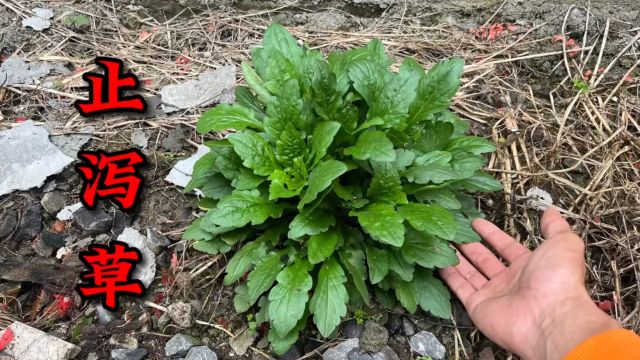 房子旁边生长的的“止泻草”,外表形状不起眼,用途却很强大