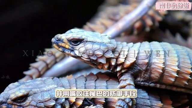 当南非犰狳蜥遭遇危险时,它们会蜷缩成球并用嘴咬住尾巴,形成坚硬的甲壳球,防止被天敌抓捕!