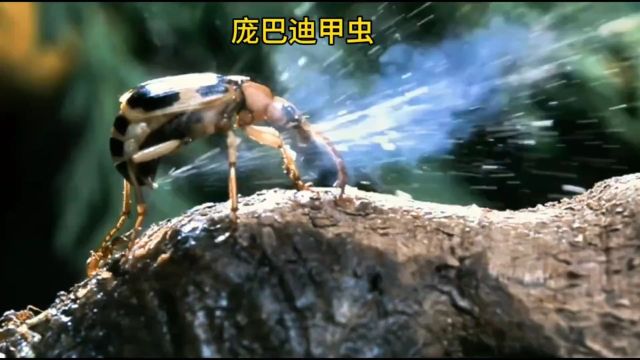 庞巴迪甲虫:超越自然的魔法生物#科普一下 #探索