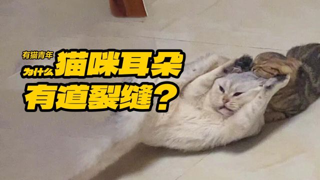 猫咪耳朵为什么有道裂缝?