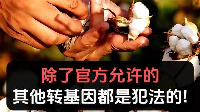 官媒确认:除了这两样,其他转基因作物别想种!