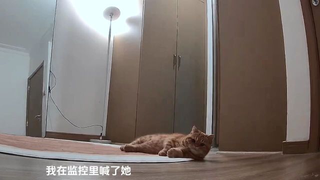 想我崽了打开监控看看…