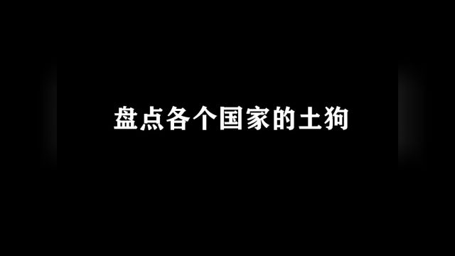 盘点各个国家的土狗 #土狗 #萌宠出道计划 #狗狗