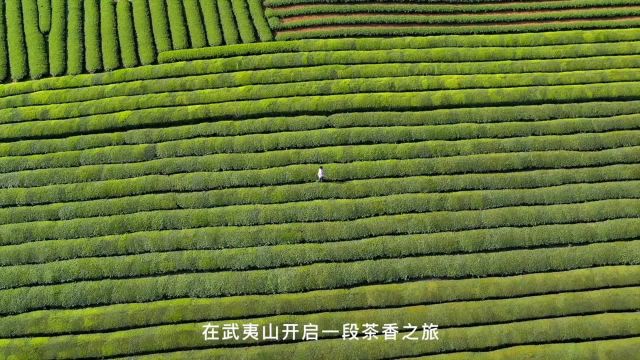 来武夷山,开启不一样的暑假!走近乡村,让青山绿水治愈心灵,享受久违的悠闲时光