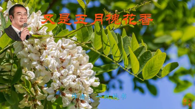 《又是五月槐花香》作者:一纸枕书 诵读:大连伙计