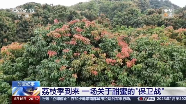 今年还能实现“荔枝自由”吗?这是一场甜蜜的“保卫战”