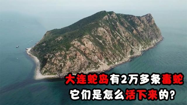 大连蛇岛有2万多条毒蛇,岛上食物有限,它们是怎么活下来的?