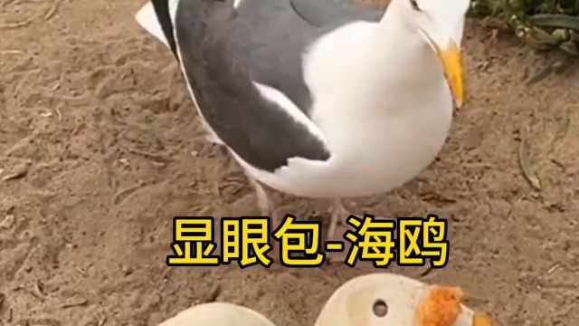 海鸥显眼包!