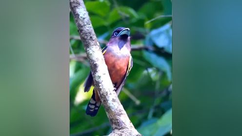 请欣赏自然界阔嘴鸟的鸣叫声。#动物鸟世界 #野鸟摄影 #带斑阔嘴鸟