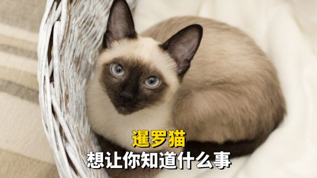 暹罗猫,什么事想让你知道