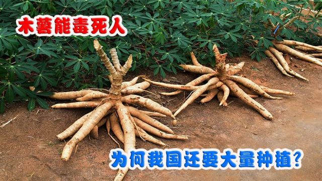 木薯能毒死人,为什么我国还要大量种植?木薯还能吃吗?