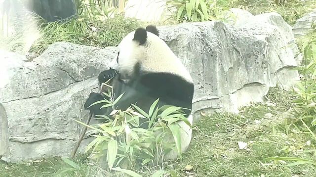 武汉动物园的大熊猫武林他来了他来了没有时间去现场的来看这