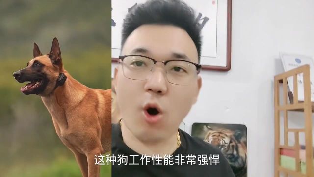 三大顶级军犬,马犬德牧,第三种来自我国