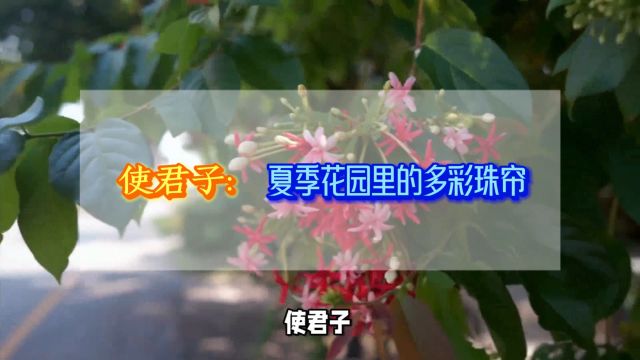 使君子:夏季花园里的多彩珠帘