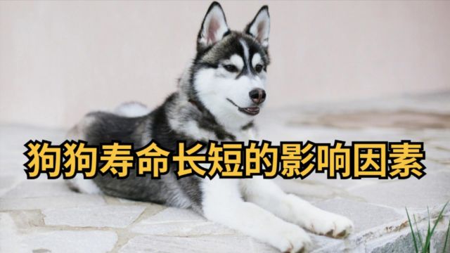 狗狗寿命长短的影响因素