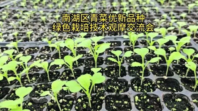 头茬上市,新丰生姜季开启!