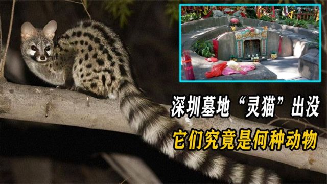 深圳墓地中“灵猫”出没,叫声古怪,它们为何喜欢躲在墓地?