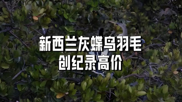 稀世遗珍:世界上最贵的一根毛,拍卖出20多万人民币!