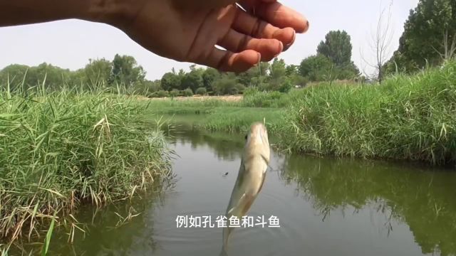 影响野钓鱼口的4个因素,诱鱼和促食技巧