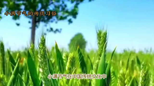 小满节气冷知识