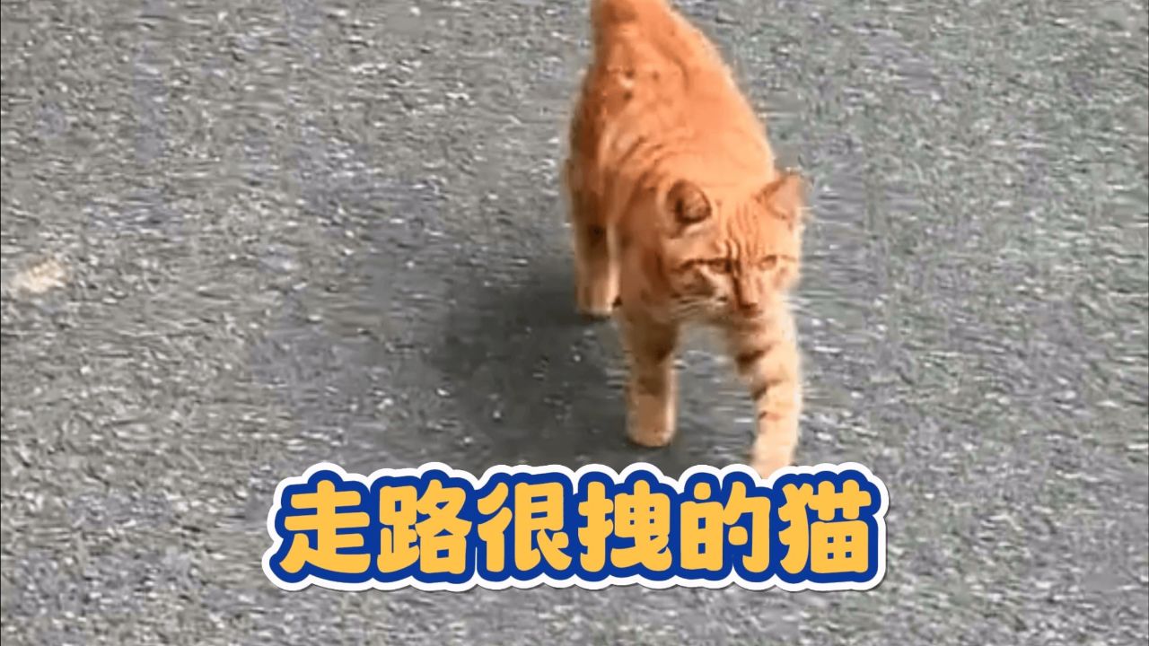 盘点走路很拽的猫咪,猫:让我看看怎么个事