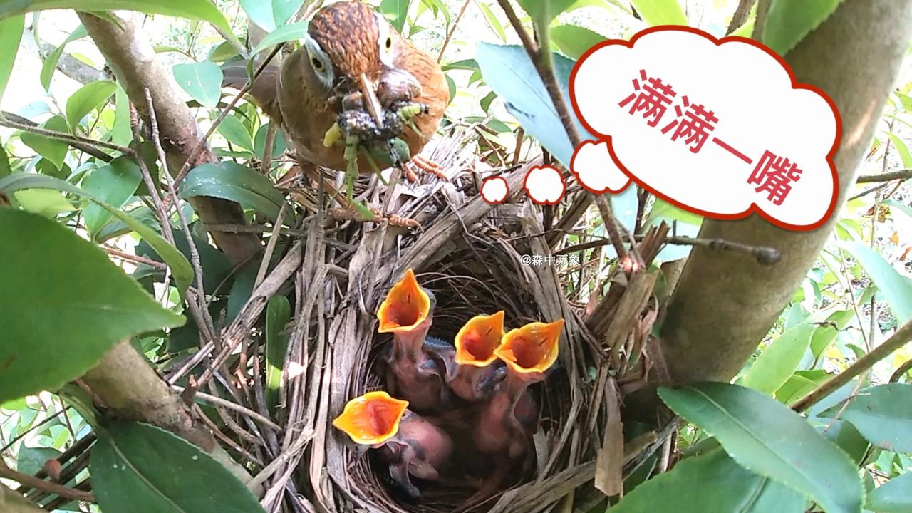 画眉鸟一整天都在寻找食物来喂雏鸟