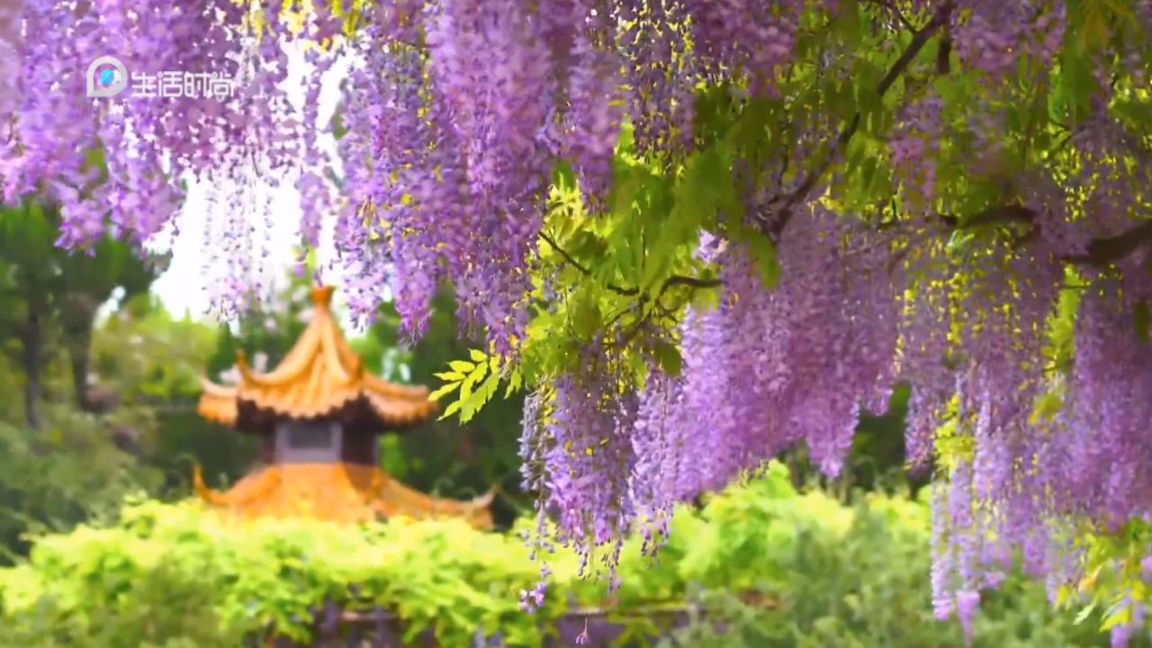 2024 疁城新天地紫藤花节