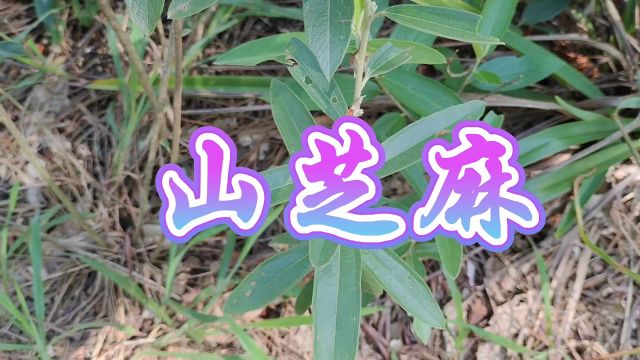 中草药——山芝麻